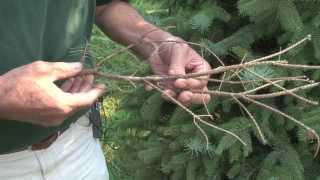 MSU AgBioResearch Addressing Phomopsis on Blue Spruce [upl. by Oniluap]