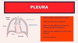 PLEURAL CAVITY ANATOMYRADIOLOGY [upl. by Uri]