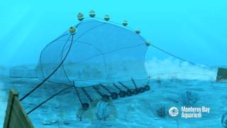 How Seafood is Caught Bottom Trawling [upl. by Siravat919]