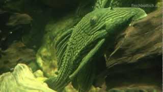 HD Feeding stunning Plecos  Harnischwelse  Aquazoo 4252 [upl. by Alliber]