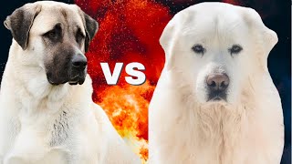 Great Pyrenees vs KangalKangal vs Pyrenean Mountain Dog [upl. by Mariquilla]