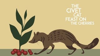 Civet Cat Coffee Bean Process Iteration1 [upl. by Aihsened]