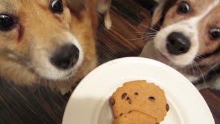 MINECRAFT DOG BISCUITS  MONDAY VLOG [upl. by Ydnys]