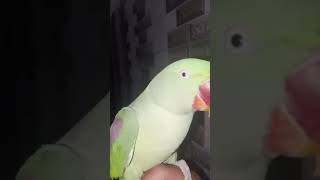 Talking Parrots 🦜🦜  tamed parrot  shorts viral petsvlogbirdsvlog [upl. by Corbet]