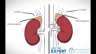 Ask The Expert Truth About Adrenal Fatigue [upl. by Pacifa]