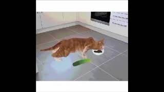 Cat eating then glitching dubstep meme [upl. by Susanna]