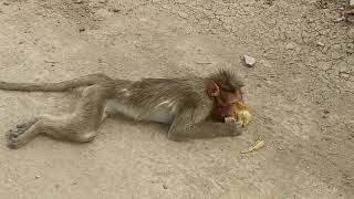 Monkey injured by electric shock [upl. by Etnoel333]