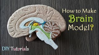 How to make Half Brain Section Model [upl. by Ttenaej326]