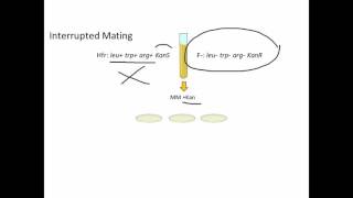 Bacterial Conjugation Analysis [upl. by Nomelihp965]