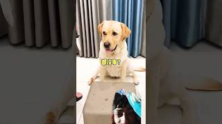 dog puppy funny pets experiment labrador shortsviral [upl. by Irihs]