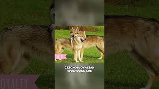 Meet the Czechoslovakian Wolfdog  Loyal and Versatile Dog breed [upl. by Ailongam]