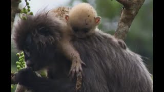 Wildest India  Python Eats Baby Monkey [upl. by Yaluz]