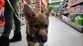 Tamaskan Puppy at the Pet Store [upl. by Sollie]