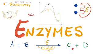 Enzymes  Catalysts  Structure amp Function  Biochemistry 🧪 [upl. by Naujyt]