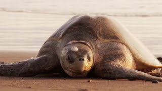 Le mystère des tortues marines  ZAPPING SAUVAGE [upl. by Akirdnwahs]