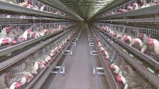 Poultry Farming Cage System Of Poultry HousingHousing system for poultry birds [upl. by Aurel]