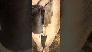 Donkey Foaling Video 2 Close to foaling [upl. by Rramal]