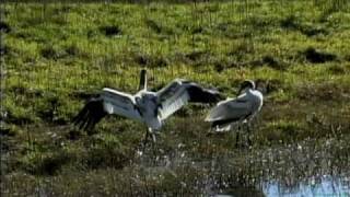 Whooping Cranes at Aransas National Wildlife Refuge Texas [upl. by Wiese]