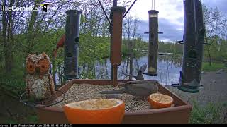 Gray Catbirds Visit Vocalize At Cornell Feeders – May 16 2018 [upl. by Goss210]