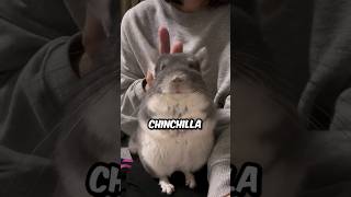 Meet The Chinchilla dechehamstervachinchila3 shorts chinchilla cute pets animals [upl. by Larrad]