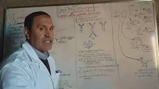 LIMMUNOLOGIEstructure classification et roles des anticorps [upl. by Samaria]