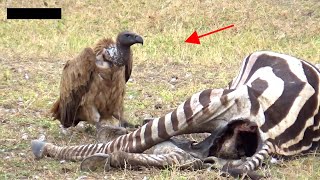 Vultures Eating Dead Zebra Killed By Lions [upl. by Norton407]