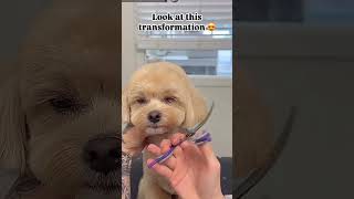 Full grooming video viralvideo dogcare doghealthcare doglovers [upl. by Lindsley145]