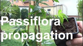 Passiflora propagation Propagating Passion Fruit Passiflora cuttings propagation [upl. by Aynos]