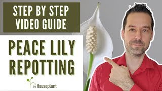 Peace Lily Repotting StepByStep Video Guide [upl. by Otsirc]