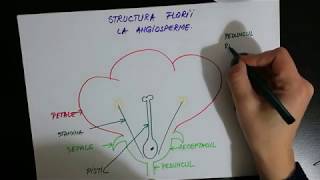 Structura florii la angiosperme [upl. by Chessy]