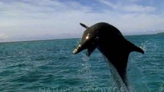 Bottlenose Dolphin Jumping Out Of Water In Slow Motion [upl. by Daney]