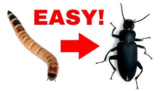 How to turn Superworms into Beetles [upl. by Hayila]