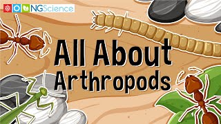 All About Arthropods [upl. by Drooff]