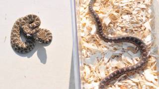 Rattlesnake Vs Gopher Snake [upl. by Biel]