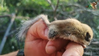 Nadir görülen Yediuyuru doğaya saldık🐁 [upl. by Allwein]