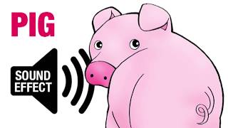 Pig Sound Effect  Oink [upl. by Spiegleman549]