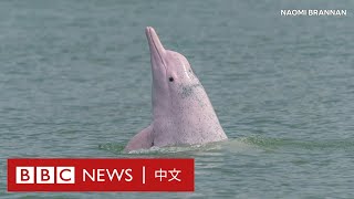 肺炎疫情剎停港澳高速船 中華白海豚回到香港水域 － BBC News 中文 [upl. by Bride]