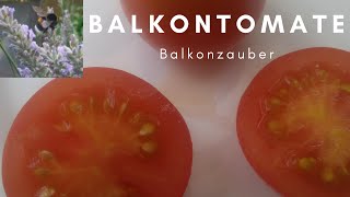 Tomatensorten  Sortenprofil Balkontomate Balkonzauber [upl. by Aleacin]