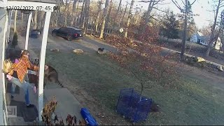 Raccoon attacks girl and mom comes to the rescue [upl. by Ailecnarf894]