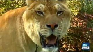 quotThe Dailyquot meets Hercules the Liger at the Myrtle Beach Preserve [upl. by Bennink120]