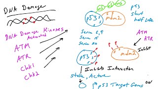 p53 Regulation by posttranslational modifications [upl. by Arretal]