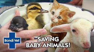 Saving Baby Animals 🐣🐾  Compliation  Bondi Vet [upl. by Anifled]