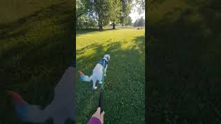 Trailing with jolene workingdogtraining dogshorts goldenretriever [upl. by Shamrao]