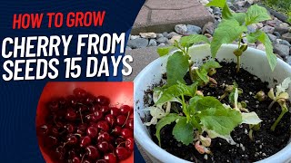 How to grow Cherry from seeds in 15 days [upl. by Ahsenid866]