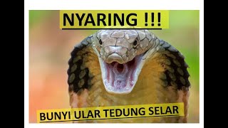 BUNYI ULAR TEDUNG SELAR [upl. by Ahsimet]