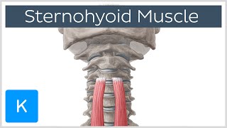 Origin and Insertion of the Sternohyoid Muscle  Human Anatomy  Kenhub [upl. by Angle]