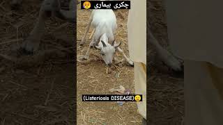 Listeriosis Diseases Goats Circling cowmandi bakramandi listeriosis animal sheep goatfarming [upl. by Elaina295]