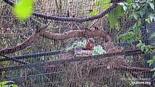 Baby Variegated Squirrel running amp grooming  071624  SlothTV playground via exploreorg [upl. by Ahsenauq]