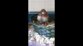 My button quail laying an egg [upl. by Runkle92]