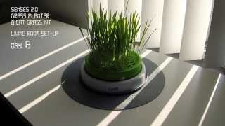 Catit  Teste de produit  vidéo en accéléré Senses 20 Grass Planter [upl. by Uolymme]